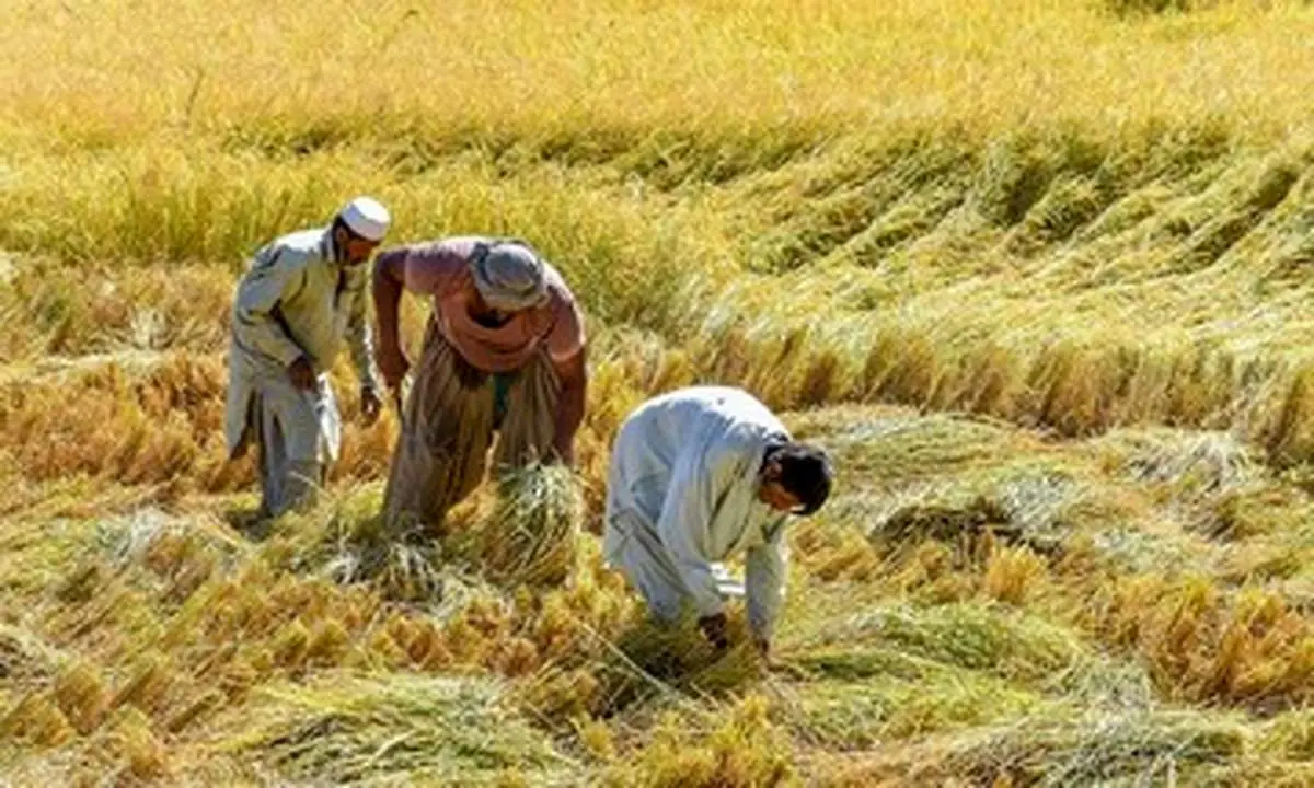 تخریب بی رحمانه مزرعه کشاورز ایرانی توسط افغانها!+ فیلم