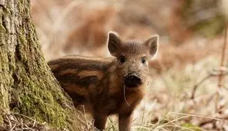 لحظه فرار بچه گراز باهوش از چنگال شیر + فیلم
