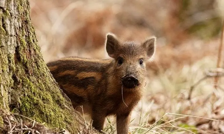 لحظه فرار بچه گراز باهوش از چنگال شیر + فیلم
