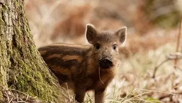 لحظه فرار بچه گراز باهوش از چنگال شیر + فیلم
