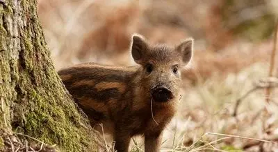 لحظه فرار بچه گراز باهوش از چنگال شیر + فیلم
