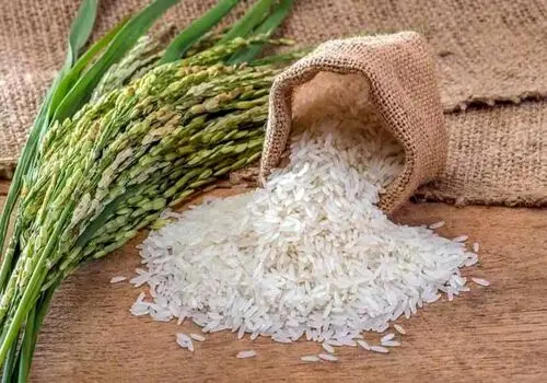 نان یا برنج، کدام بیشتر چاق می‌کند؟