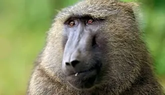 اتفاق عجیب در طبیعت؛ بابون توله پلنگ را بزرگ می‌کند + فیلم