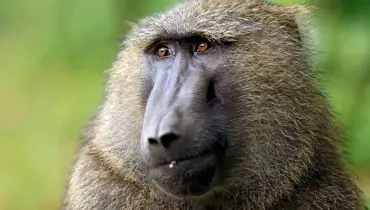 اتفاق عجیب در طبیعت؛ بابون توله پلنگ را بزرگ می‌کند + فیلم