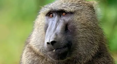 اتفاق عجیب در طبیعت؛ بابون توله پلنگ را بزرگ می‌کند + فیلم