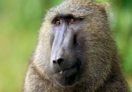 اتفاق عجیب در طبیعت؛ بابون توله پلنگ را بزرگ می‌کند + فیلم