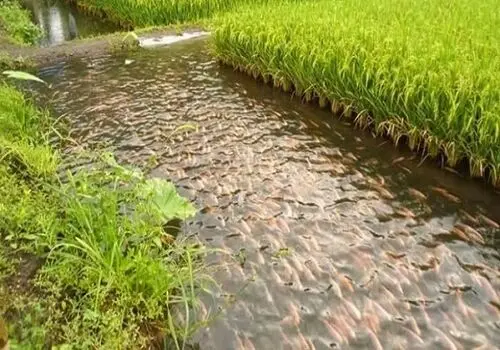گجت جدید چینی، سنگینی وزن فراموش می‌شود+ فیلم