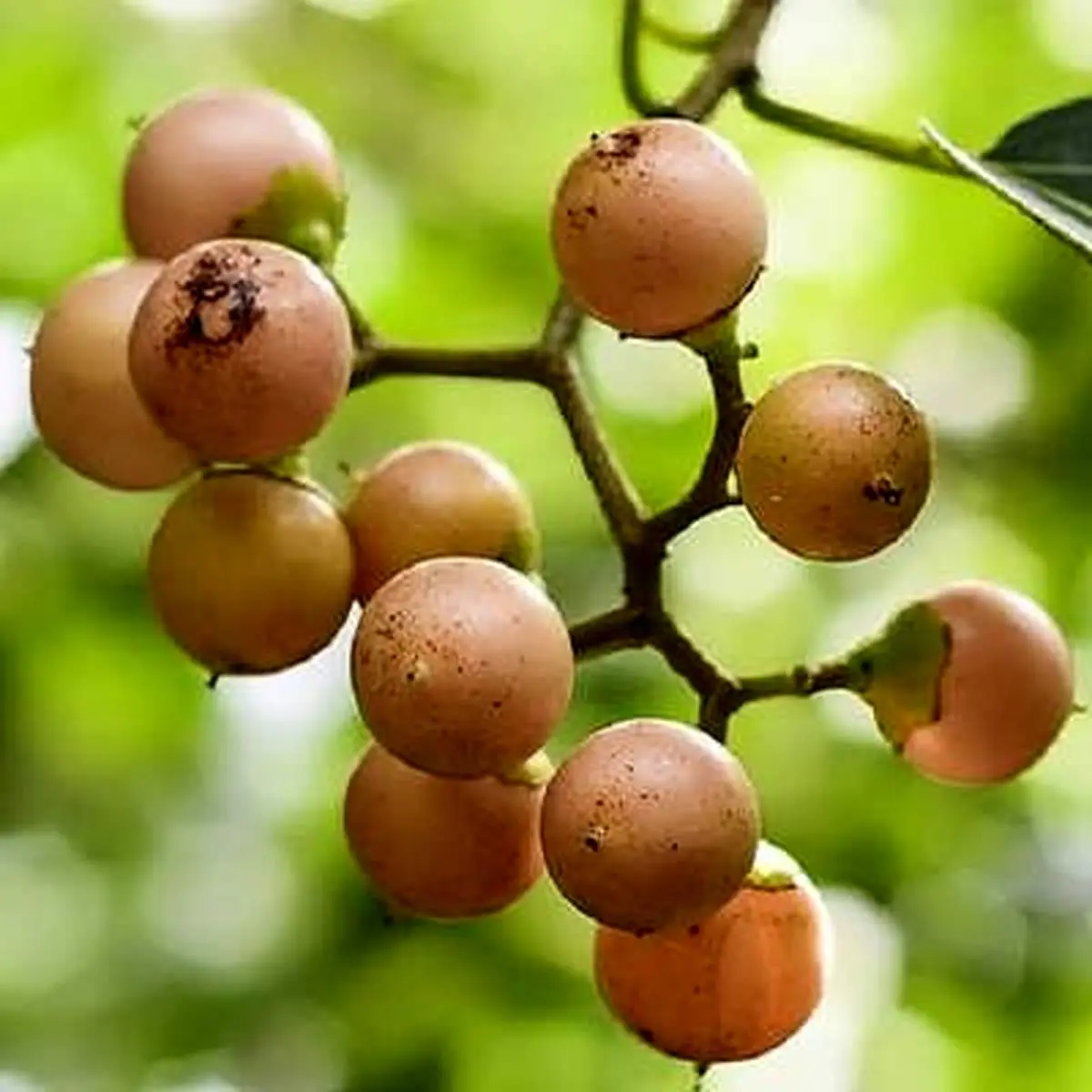 با این میوه خاص  گلودرد را  فراموش کنید