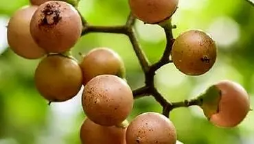 با این میوه خاص  گلودرد را  فراموش کنید