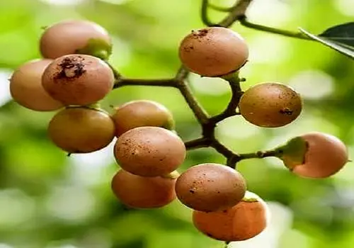 با این میوه خاص  گلودرد را  فراموش کنید