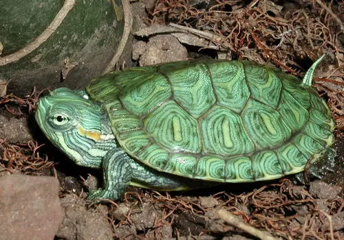 شادی و ذوق زدگی عجیب این لاکپشت پس از دیدن ظرف غذا+ فیلم