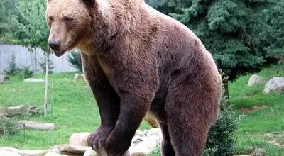  حادثه‌ای هولناک در طبیعت؛ حمله خرس وحشی به نوجوان ۱۶ ساله + جزئیات