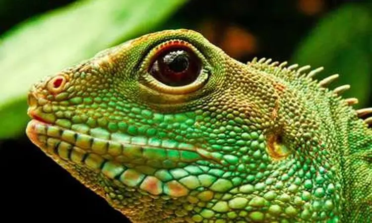 فرار آفتاب پرست شجاع از دست پلنگ گرسنه + فیلم
