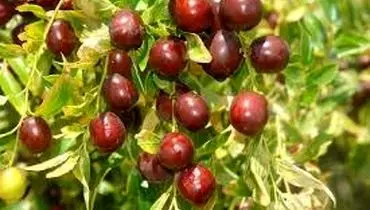 شناسایی آفات رایج عناب
