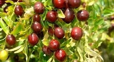 شناسایی آفات رایج عناب
