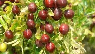 شناسایی آفات رایج عناب
