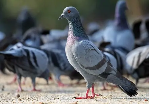 شیطنت تماشایی این پرنده در حمله به آجیل فروشی+فیلم