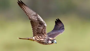 تصاویری از گران ترین و کمیاب ترین پرنده شکاری جهان+ فیلم