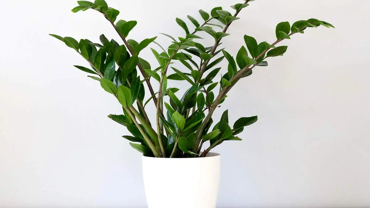 ترفند‌های کاربردی برای نگهداریگل  بعد از انتقال گل از گلخانه 
