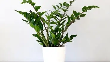 ترفند‌های کاربردی برای نگهداریگل  بعد از انتقال گل از گلخانه 
