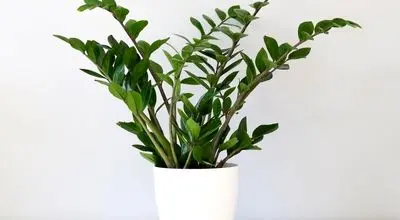 ترفند‌های کاربردی برای نگهداریگل  بعد از انتقال گل از گلخانه 
