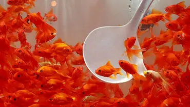 چرا نباید ماهی قرمز بخریم؟

