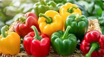 فلفل دلمه‌ای نر یا ماده؛ کدام برای پخت‌وپز مناسب‌تر است؟