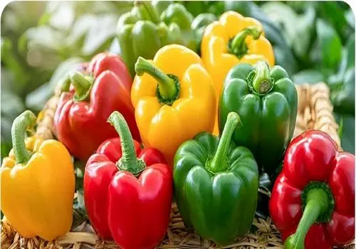 فلفل دلمه‌ای نر یا ماده؛ کدام برای پخت‌وپز مناسب‌تر است؟