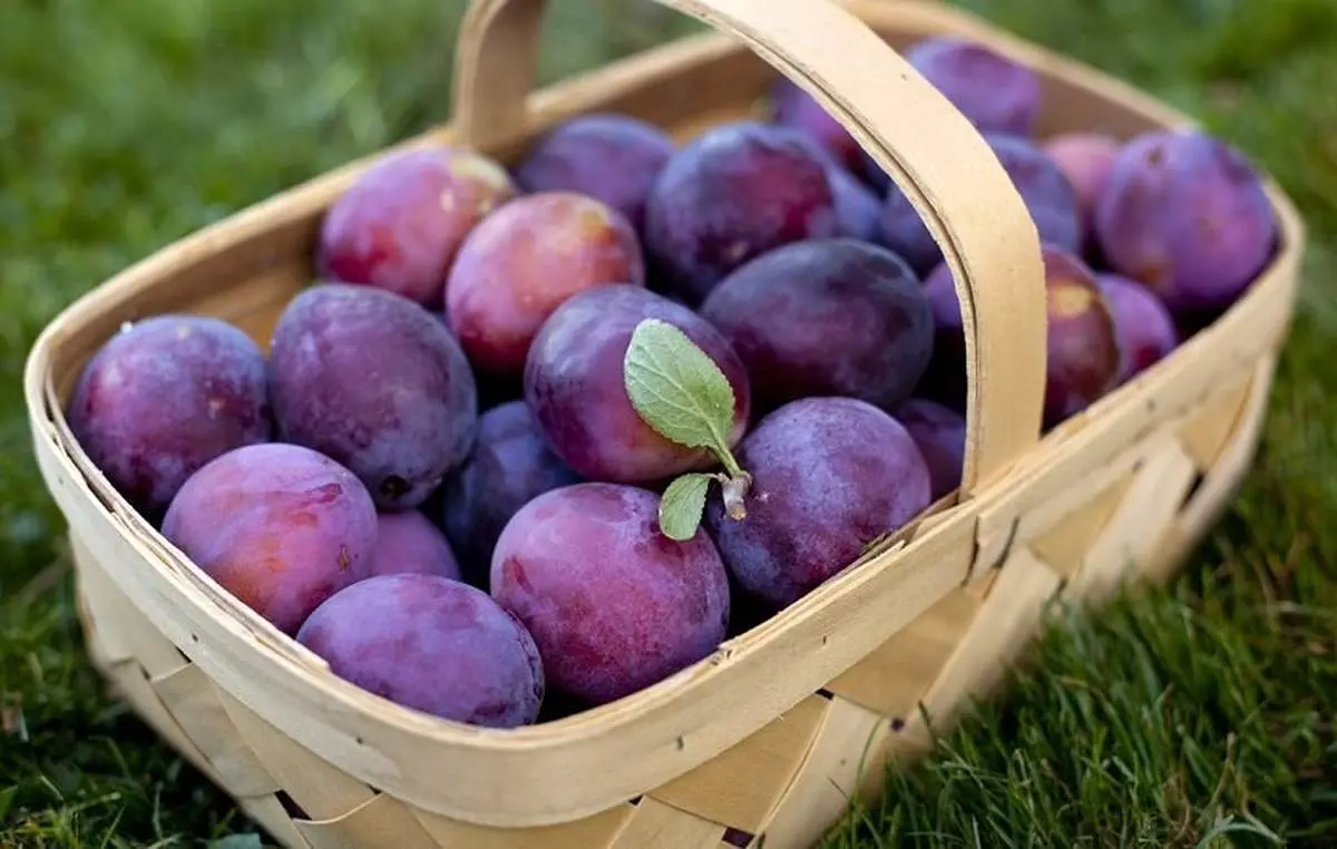 معجزه این میوه برای نجات شما از یبوست