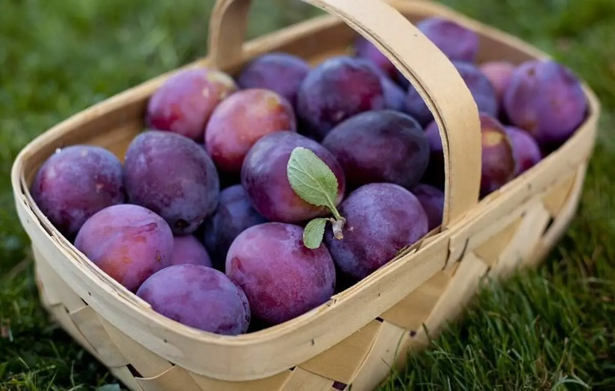 معجزه این میوه برای نجات شما از یبوست