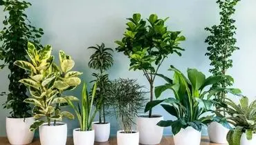 معرفی بهترین و مناسبترین گیاهان آپارتمانی ضد آلودگی هوا