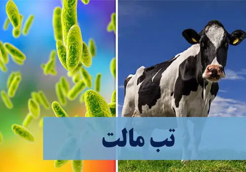خطر تب مالت با لبنیات محلی 