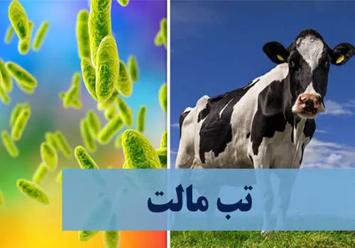 خطر تب مالت با لبنیات محلی 