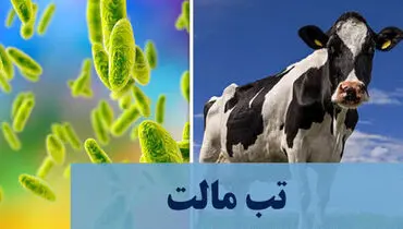 تب مالت؛ بیماری هزارچهره بومی در بروجرد رو به گسترش است