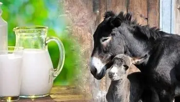 خواص شیر الاغ برای سلامت بدن و زیبایی