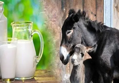 خواص شیر الاغ برای سلامت بدن و زیبایی