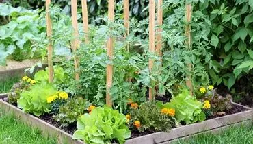 گیاهان اجتماعی‌تر، شادتر! تماس با هم استرس را کاهش می‌دهد