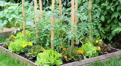 گیاهان اجتماعی‌تر، شادتر! تماس با هم استرس را کاهش می‌دهد