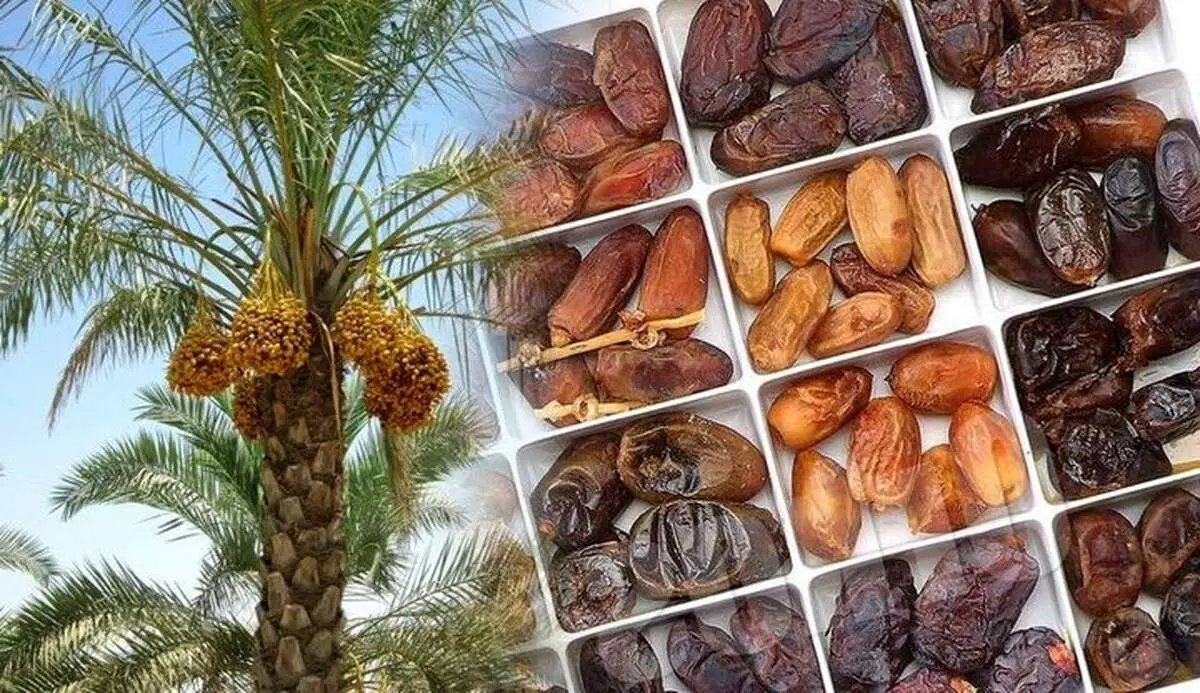 رئیس انجمن خرما: تولید خرما امسال به رکورد جدید می‌رسد