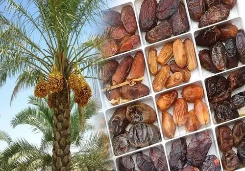 آخرین نرخ خرما و رطب؛ آبان ۱۴۰۴