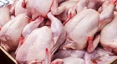قیمت مرغ تا پایان آذر افزایش خواهد یافت!