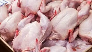 قیمت مرغ تا پایان آذر افزایش خواهد یافت!