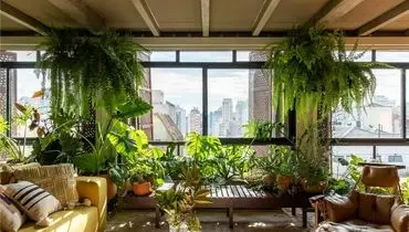 ۱۰ گیاه آپارتمانی مناسب افراد پرمشغله + عکس

