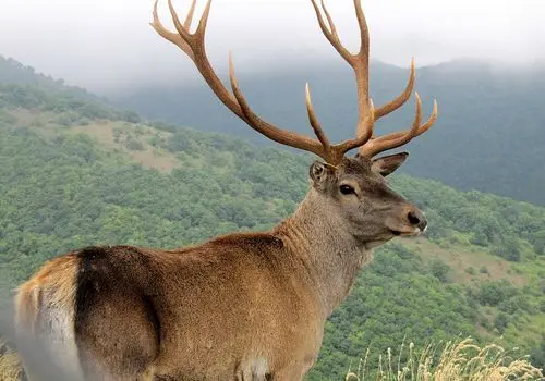 صحنه ای عجیب و شوکه کننده از پرش ۹ متری گوزن دم سفید + فیلم