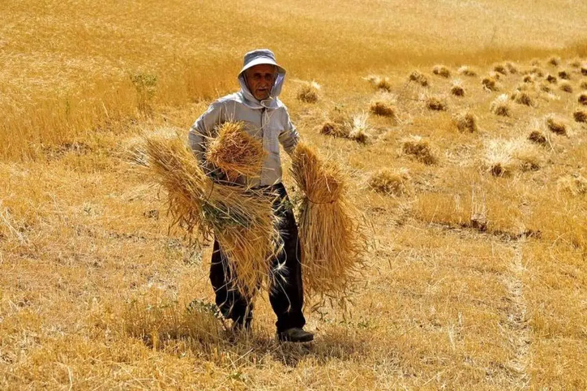 قیمت خرید تضمینی گندم اعلام شد