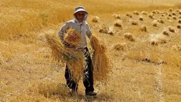 قیمت خرید تضمینی گندم اعلام شد