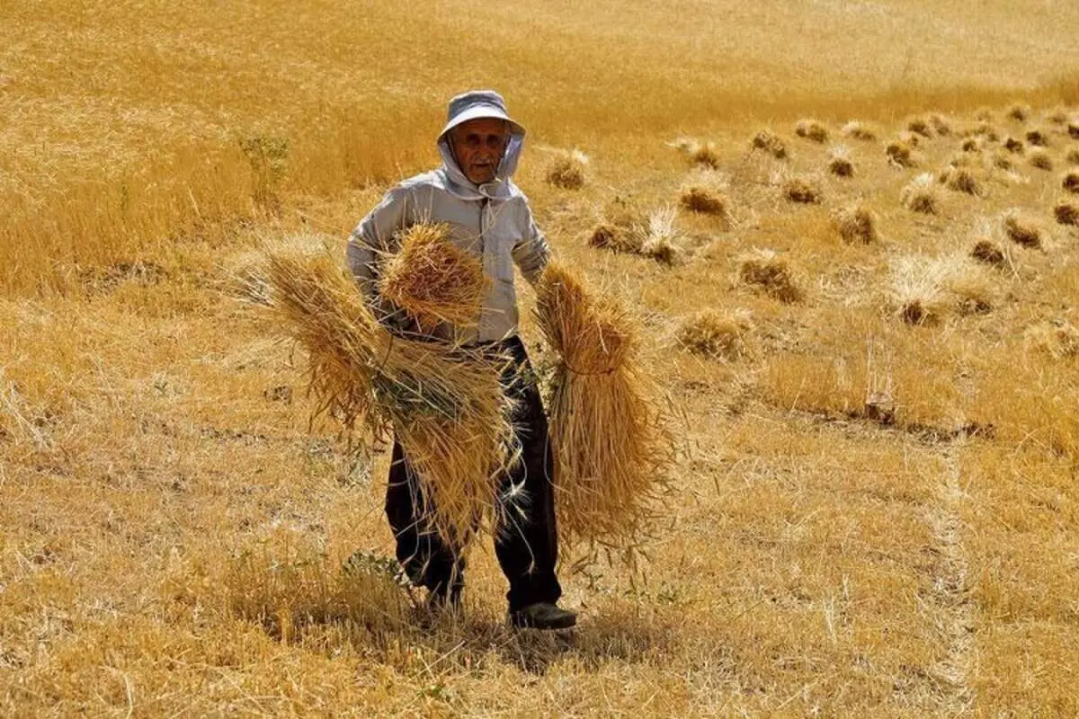 قیمت خرید تضمینی گندم اعلام شد