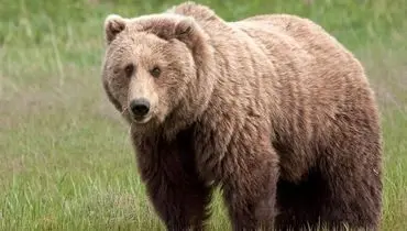 لحظات نادر از گشت‌وگذار خرس قهوه‌ای در پارک ملی گلستان ثبت شد+ فیلم