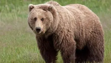 لحظات نادر از گشت‌وگذار خرس قهوه‌ای در پارک ملی گلستان ثبت شد+ فیلم