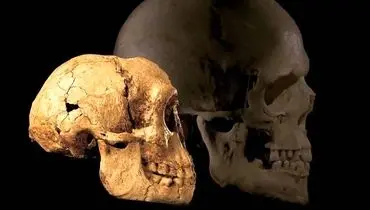 نظریه‌ای جدید درباره‌ی علت انقراض «هابیت‌ها»